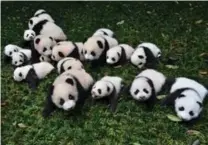  ?? REUTERS ?? Baby pandas born in 2015 at a giant panda breeding centre.