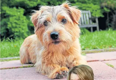  ?? ?? FULL OF ENERGY: A young Norfolk terrier can be a pretty demanding housemate.