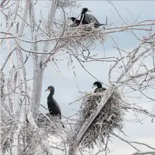  ?? BARRY GRAY THE HAMILTON SPECTATOR ?? Cormorants nesting along Eastport Drive in Hamilton. The provincial Ministry of Natural Resources and Forestry is proposing to list cormorants as a “game bird,” to help manage the population.