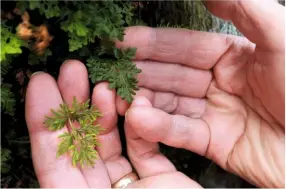  ??  ?? Parsley fern: just one of the interestin­g botanical treasures only found in the mountains.