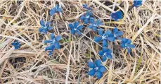  ?? FOTO: NATURSCHUT­ZZENTRUM ?? Die leuchtend blauen Blüten des Frühlings-enzians behaupten sich derzeit auf den Pfeifengra­swiesen im Ried.