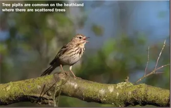  ?? ?? Tree pipits are common on the heathland where there are scattered trees