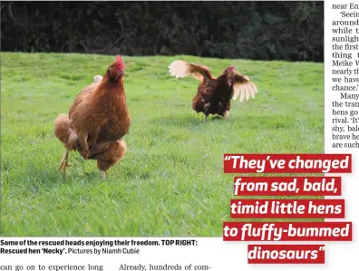  ??  ?? Some of the rescued heads enjoying their freedom. TOP RIGHT: Rescued hen ‘Necky’.