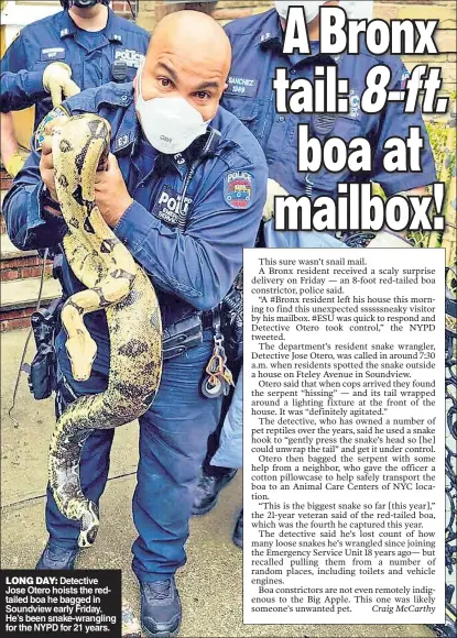  ??  ?? LONG DAY: Detective Jose Otero hoists the redtailed boa he bagged in Soundview early Friday. He’s been snake-wrangling for the NYPD for 21 years.