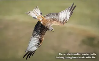  ?? ?? The red kite is one bird species that is thriving, having been close to extinction