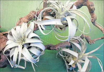  ?? IGNASI VILADEVALL ?? Les fulles grisenques de la Tillandsia formen puntes corbes, doblegades cap avall, en espiral