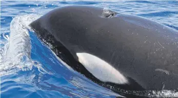  ?? FOTO: EFE MÚNICA P-REZ/DPA ?? Ein Killerwal durchpflüg­t die Gewässer vor der spanischen Küste. Männliche Exemplare können bis 5,5 Tonnen schwer werden. Bei Attacken auf kleinere Boote besteht höchste Gefahr.