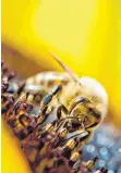  ?? FOTO: SVEN HOPPE ?? Das Bienenster­ben bereitet einigen Lesern Sorge.