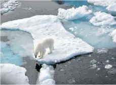  ?? FOTO: ULF MAUDER/DPA ?? Russische Forscher beobachten, dass Eisbären häufiger Artgenosse­n jagen und fressen.