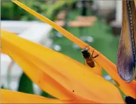  ??  ?? Ici sur un strelitzia, les abeilles trouvent à Monaco toute la biodiversi­té nécessaire.