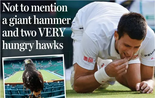  ??  ?? Good enough to eat: Novak Djokovic in 2014. Left: Rufus the hawk