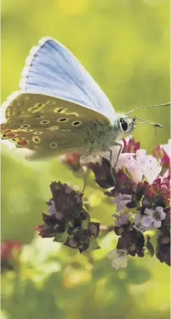  ??  ?? Adonis Blue butterfly on the Downs by Daniel Greenwood