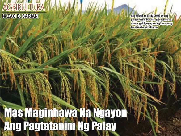  ??  ?? Ang hybrid na palay S6003 ay ang pangunahin­g barayti ng Syngenta na nakapagbib­igay ng mahigit sampung tonelada bawat ektarya.