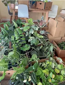  ?? ?? Anna Gervai’s plant babies packed up for the trip to their new home.