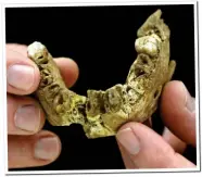  ??  ?? Key to solving a mystery: Jawbone from the prehistori­c man found in Israel
