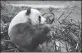  ?? HUO YAN / CHINA DAILY ?? A panda forages for food in the Shaanxi Rare Wild Animals Rescue and Breeding Research Center last year.