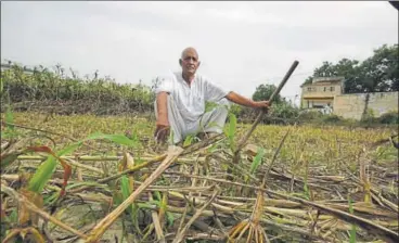  ?? RAJ K RAJ/HT PHOTO ?? Ompal Singh Aanchal at his twoacre farm in Khurari village of Sonipat district in Haryana. Due to deficient rainfall in the region, his crop of sorghum, which is used as fodder for his buffaloes, partially dried up.