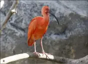  ??  ?? Les ibis rouges sont particuliè­rement flamboyant­s, car c’est la saison des amours.