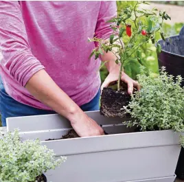  ??  ?? Chilli plants and silver-leaved thyme look good planted together