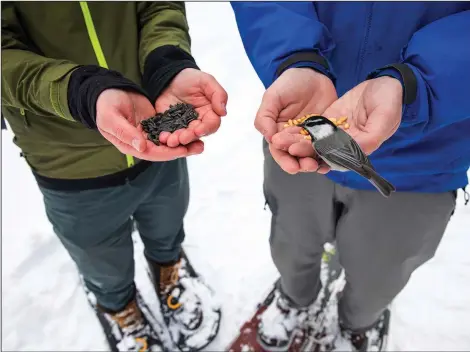  ?? (AP/University of Nevada, Reno/Jennifer Kent) ?? Joseph Welklin (left) and Benjamin Sonnenberg, researcher­s from the University of Nevada, Reno Chickadee Cognition Lab, feed wild mountain chickadees pine nuts and black oil sunflower seeds Jan. 6 at Chickadee Ridge in Mount Rose Meadows, Nev.