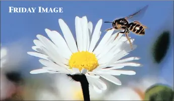  ?? PICTURE: AP ?? A bee buzzes the daisies in a park in Frankfurt, Germany, as temperatur­es in the northern hemisphere warm up.