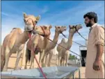  ?? ?? Cuatro camellos bebiendo agua.