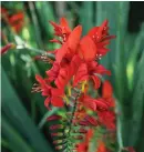  ?? ?? Crocosmia boasts vibrant orange flowers that give a lasting display