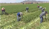  ?? NICK OZA/THE REPUBLIC ?? Migrant farmworker­s pick celery in Yuma on April 2.