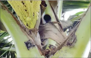  ?? DOA photo ?? Coconut rhinoceros beetles bore into the crowns of healthy palm trees and bite through unopened leaves to feed on the sap. The most obvious sign of this beetle’s presence are bore holes in the crowns of palm trees or V-cut formations in the leaves.