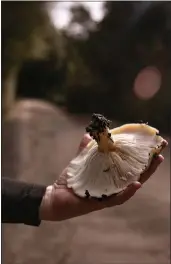  ?? JASON ARMOND — LOS ANGELES TIMES ?? Bat Vardeh holds a large mushroom in Canyon View Park on Jan. 12 in Aliso Viejo.