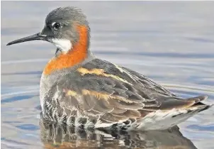  ?? RSPB ?? Red-necked phalarope