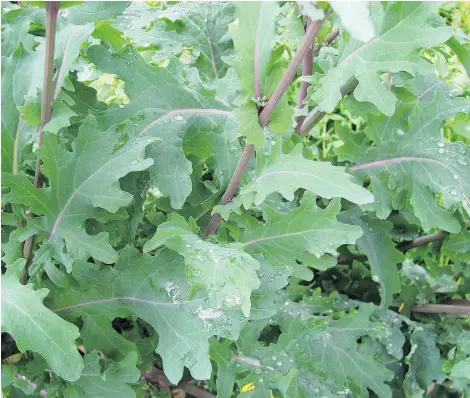  ??  ?? Red Russian kale has long been a favourite of Helen Chesnut, but Scotch types are good during harsh winters.