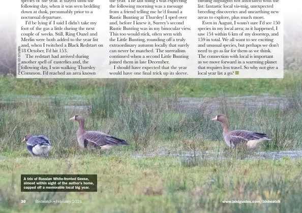  ??  ?? A trio of Russian White-fronted Geese, almost within sight of the author’s home, capped off a memorable local big year.