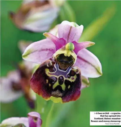  ?? Trevor Dines/Plantlife ?? A bee orchid – a species
that has spread into Scotland. Below: meadow flowers and mossy stonecrop