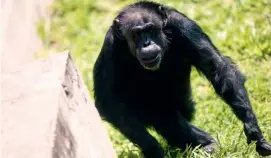  ?? FOTO EFE ?? Cecilia es la primera chimpancé liberada de un zoológico a traves de un recurso de Habeas Corpus.