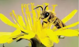  ?? BILD: HANS-JÜRGEN_SESSNER ?? Heimische Blumen San biene für heimische Bienen, hier ie