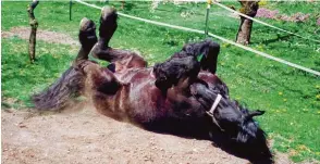  ??  ?? Im Sand spielen ist kindisch? Friesenhen­gst Hylke – für ein Pferd mit 23 Jahren schon im fortgeschr­ittenen Alter – ist das egal. Fotografie­rt hat ihn seine Besitzerin Ute Weng aus Peterswört­h (Landkreis Dillingen).