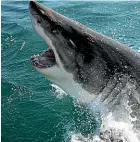  ??  ?? The DNA of great white sharks have a multitude of mutations that protect against cancer and other age-related diseases. They also have enhanced wound-healing properties.