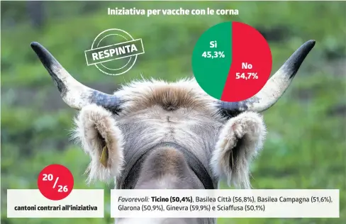  ?? KEYSTONE / INFOGRAFIC­A LAREGIONE ?? Tre mucche su 4 vengono private delle corna riducendo il rischio che si feriscano