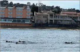  ?? ELISE OVERGAARD — HERALD CORRESPOND­ENT ?? Some experts believe the recent storms have motivated sea otters to congregate near the Monterey shoreline.