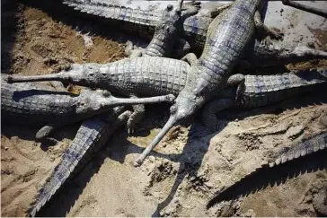  ??  ?? Scaly babies: Narrow-snouted crocodiles basking in the sun at the gharial breeding centre at Chitwan National Park in southern Nepal. The endangered species is bred in captivity and released into the wild upon reaching adulthood.