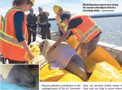  ?? | SUPPLIED PHOTOS ?? Shedd Aquarium experts were among the rescuers who helped relocate a lost beluga whale.