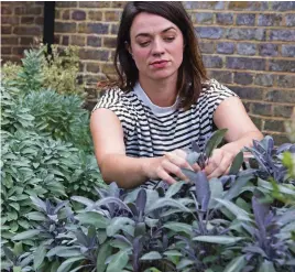  ?? ?? Pick sage leaves when they are young and fresh for the best flavour