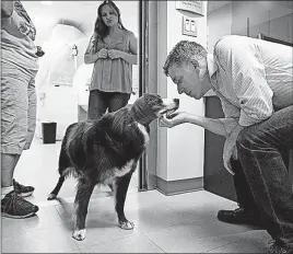  ?? [DUSTIN CHAMBERS/THE NEW YORK TIMES PHOTOS] ?? Dr. Gregory Berns shows some love to Wil after the dog’s MRI.