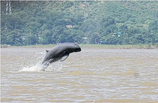  ??  ?? DWINDLING NUMBERS: An Irrawaddy dolphin jumping in the Irrawaddy River. A 2016 survey found only 65 dolphins in Myanmar’s largest river.