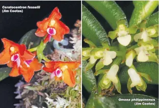  ??  ?? Ceratocent­ron fesselii (Jim Cootes) Omoea philippine­nsis (Jim Cootes)