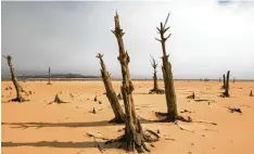  ?? Foto: Halden Krog, dpa ?? Abgestorbe­ne Bäume am weitgehend trockenen Speicherse­e Theewaters­kloof: Kap stadt durchleide­t eine Dürre, wie es sie nur alle 300 Jahre gibt.