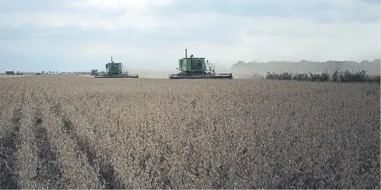  ??  ?? Soja. La oleaginosa fue el primer cultivo que llegó a los campos de la empresa familiar. Los cultivares transgénic­os permitiero­n dejar las labranzas y hacer directa.