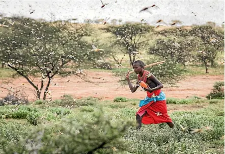  ?? AP ?? A Samburu boy tries to swat a swarm of desert locusts filling the air as he herds his camels near the village of Sissia in Kenya. The most serious outbreak of desert locusts in 25 years is spreading across east Africa.