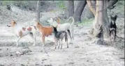  ?? DHEERAJ DHAWAN/HT PHOTO ?? A pack of feral dogs in one of the villages of Sitapur’s Khairabad area.